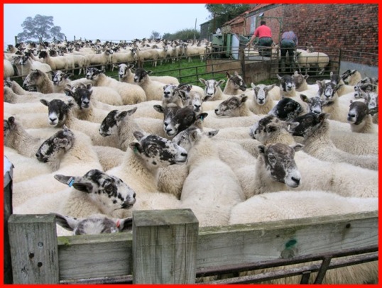 Sheep at Town End Farm .
